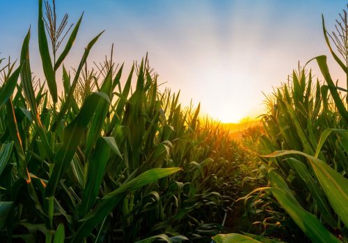 Sêmola de Milho; Corn semolina; Sémola de maíz