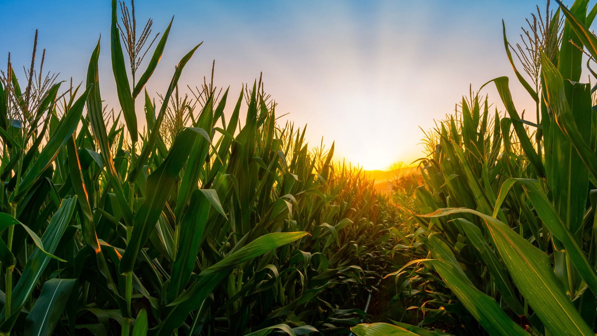 Sêmola de Milho; Corn semolina; Sémola de maíz