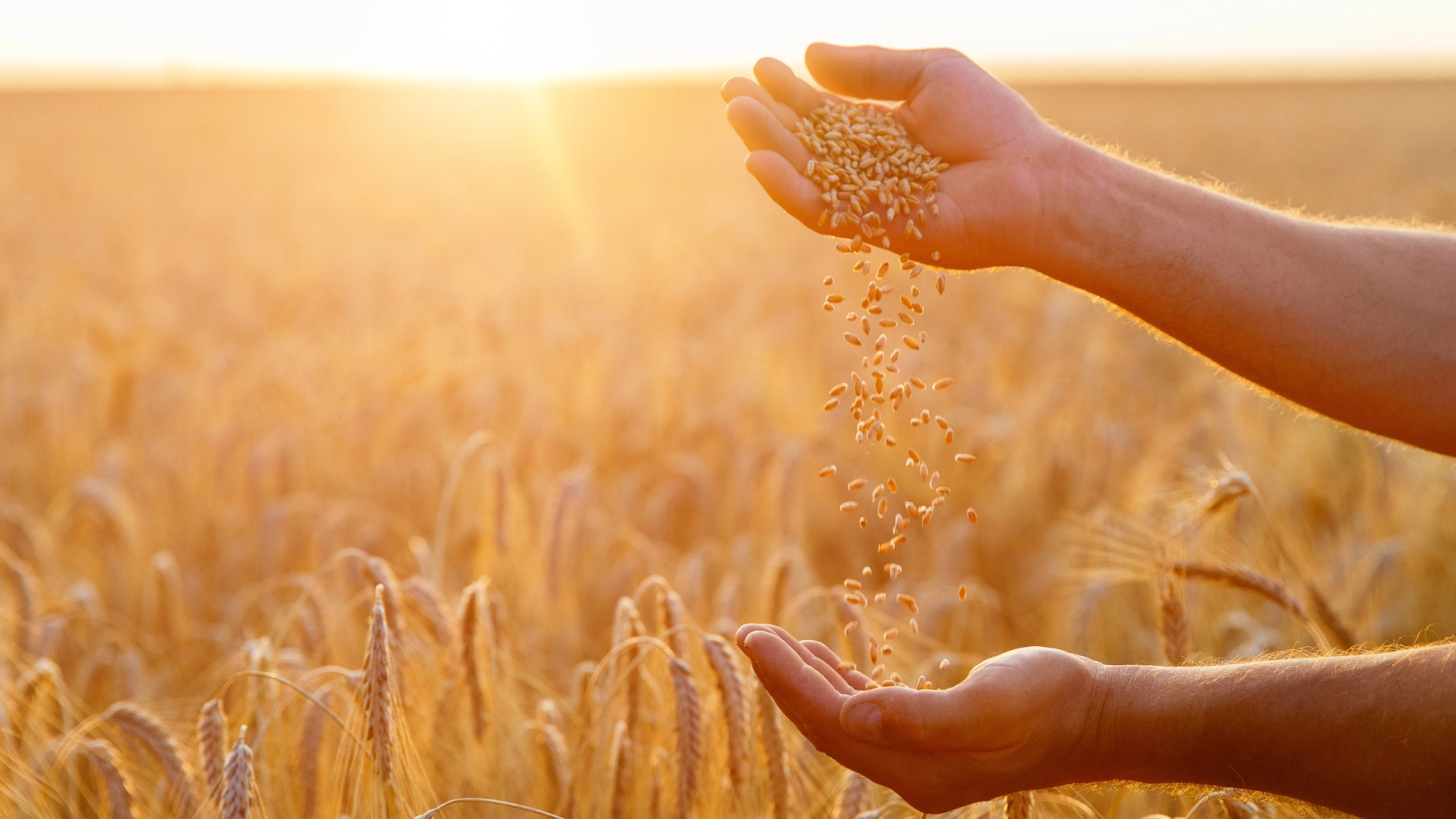 Nova identidade da Germen; Nueva identidad de Germen; Germen new identity